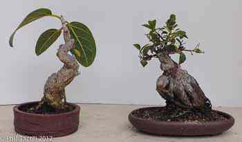 Ficus benghalensis, Ficus microcarpa Ginseng